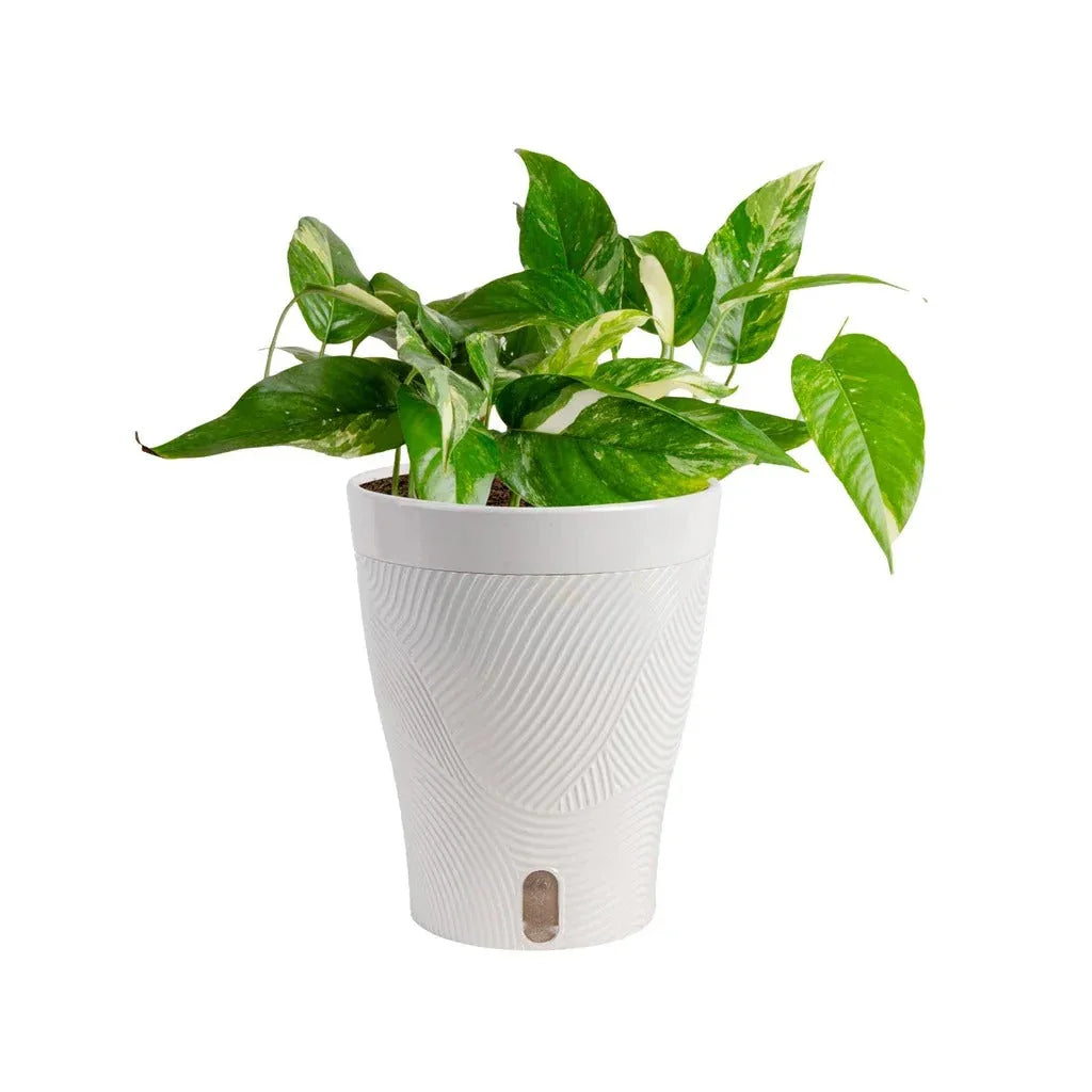 Costa Farms Pothos in Self-watering Pot - USA MEGA SHOP