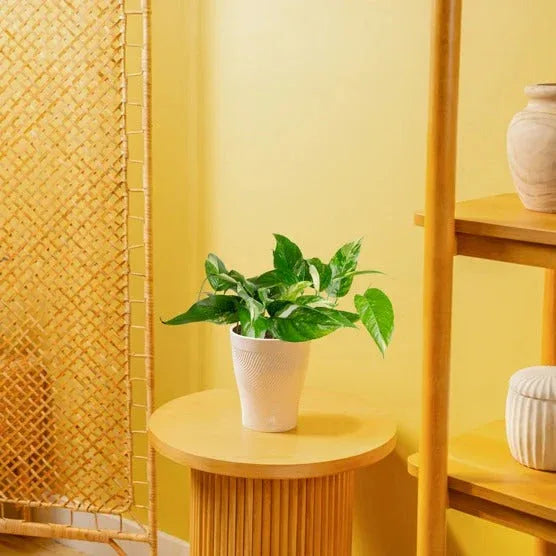 Costa Farms Pothos in Self-watering Pot - USA MEGA SHOP