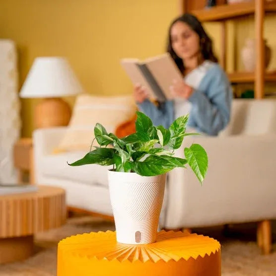 Costa Farms Pothos in Self-watering Pot - USA MEGA SHOP