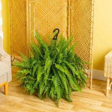 Boston fern plant in nursery pot with arching fronds