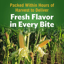 Sweet corn field with golden ears, promoting fresh whole kernel corn