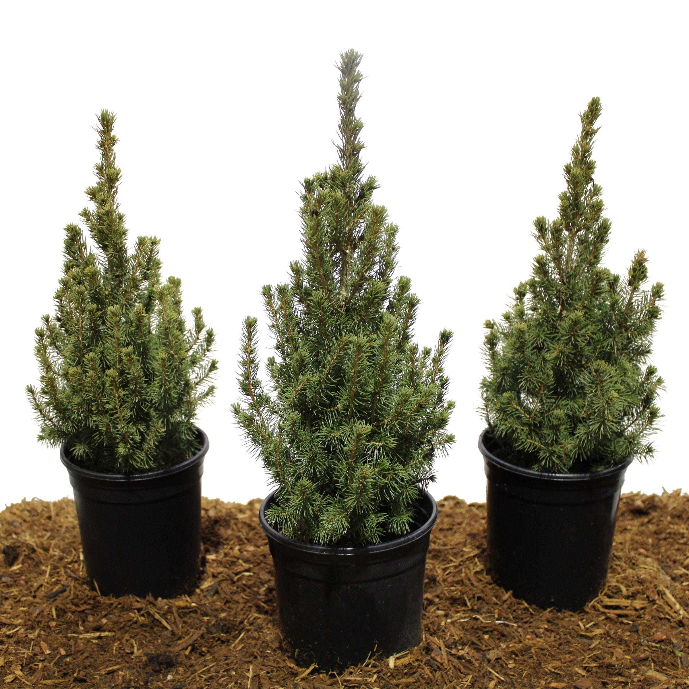 Dwarf Alberta Spruce, 3-pack - USA MEGA SHOP