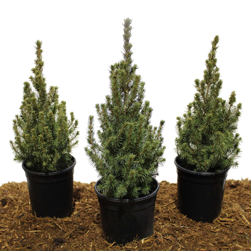 Dwarf Alberta Spruce, 3-pack - USA MEGA SHOP