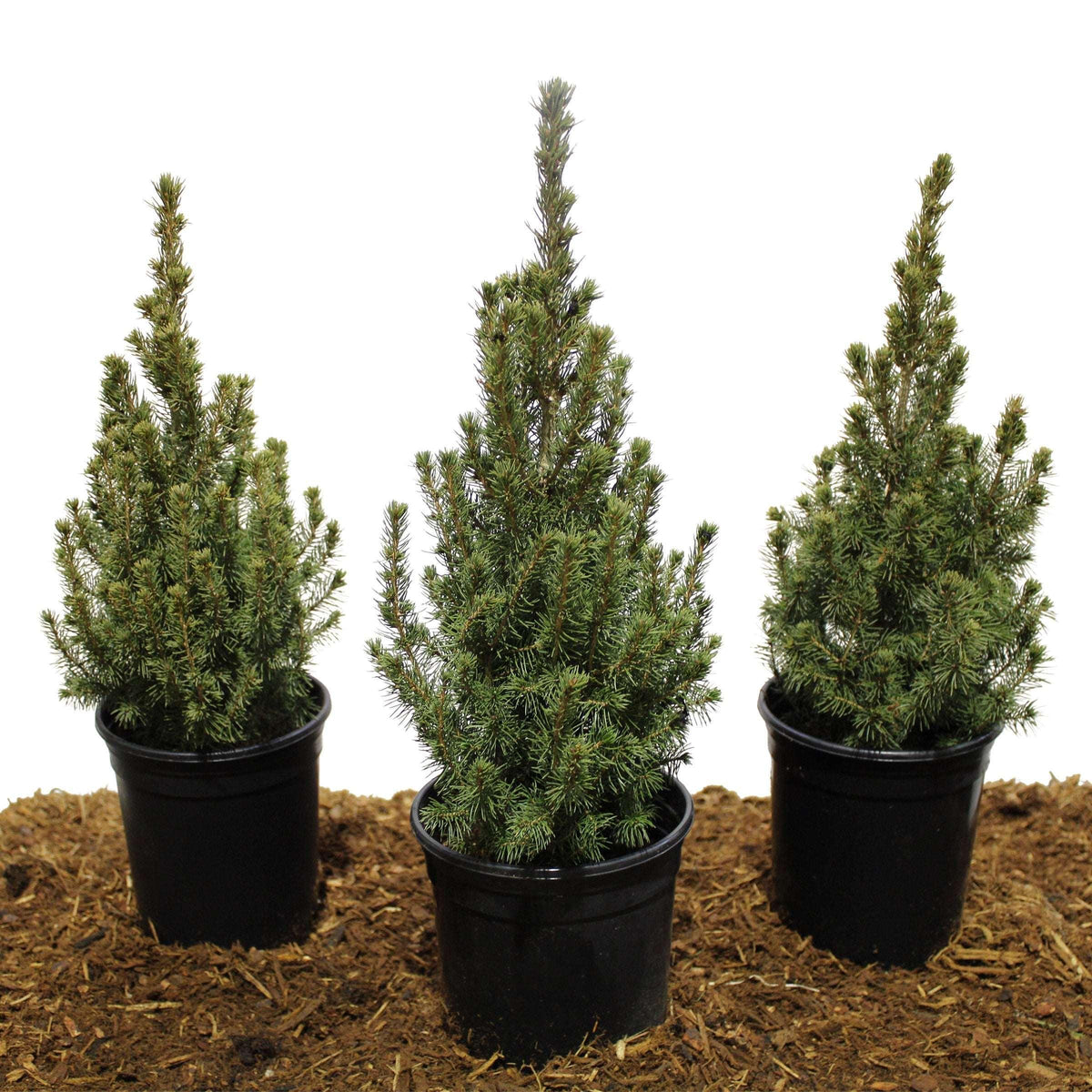 Dwarf Alberta Spruce, 3-pack - USA MEGA SHOP