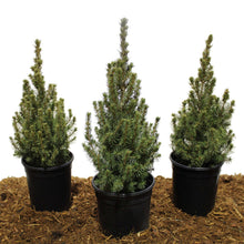 Three dwarf Alberta spruce trees in black plastic pots, green conifer needles.