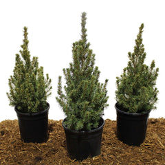 Dwarf Alberta Spruce, 3-pack - USA MEGA SHOP