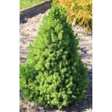 Dwarf Alberta spruce conifer shrub with dense bright green needles.