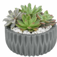 Succulent garden with rosette plants in a gray textured planter with white stones