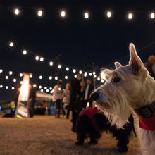 Warm white cafe string lights with clear bulbs on an outdoor path