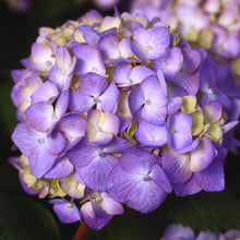 Purple and lavender hydrangea flower cluster with green leaves