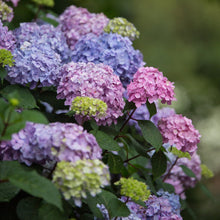 Pink and blue hydrangea flower heads with green leaves on shrub