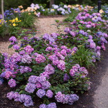 Purple hydrangea shrubs with dark green leaves along a garden bed