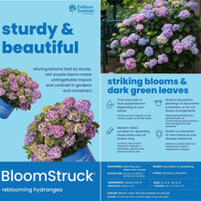 Hydrangea shrub with purple blooms and dark green leaves in blue pot
