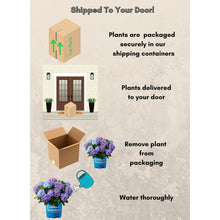 Potted hydrangea in a blue grower pot shown with shipping container