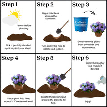Hydrangea shrub placement in soil with shovel and watering can illustrations