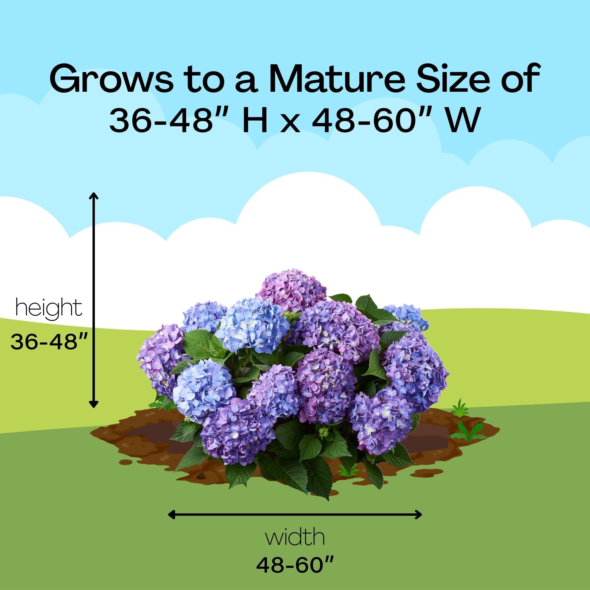 Endless Summer BloomStruck Reblooming Hydrangea Live Shrub in 2-Gallon Grower Pot