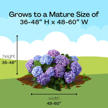 Blue and purple hydrangea shrub with leaves shown on a size chart