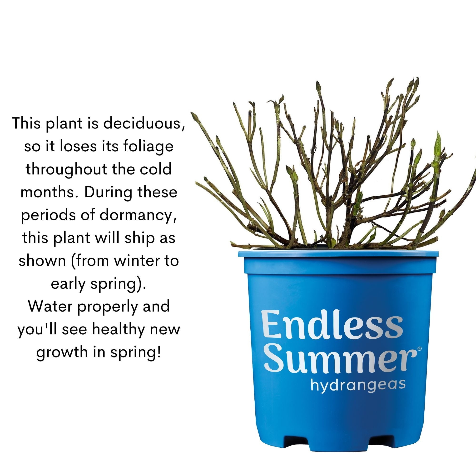 Endless Summer BloomStruck Reblooming Hydrangea Live Shrub in 2-Gallon Grower Pot