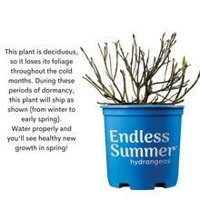 Bare hydrangea stems in blue Endless Summer grower pot
