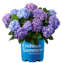 Purple and blue hydrangea shrub with round blooms in blue grower pot