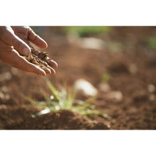 Hand holding dark soil with small plants growing in a garden bed