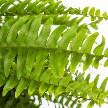 Boston fern live plant fronds, bright green leaflets on close view