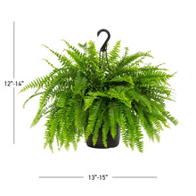 Boston fern live plant in black grower pot, fronds spread with height markers