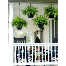 Boston fern live plant in hanging black pots, clustered on porch