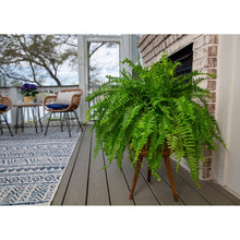 Boston fern live plant with dense green fronds in black pot on wooden deck