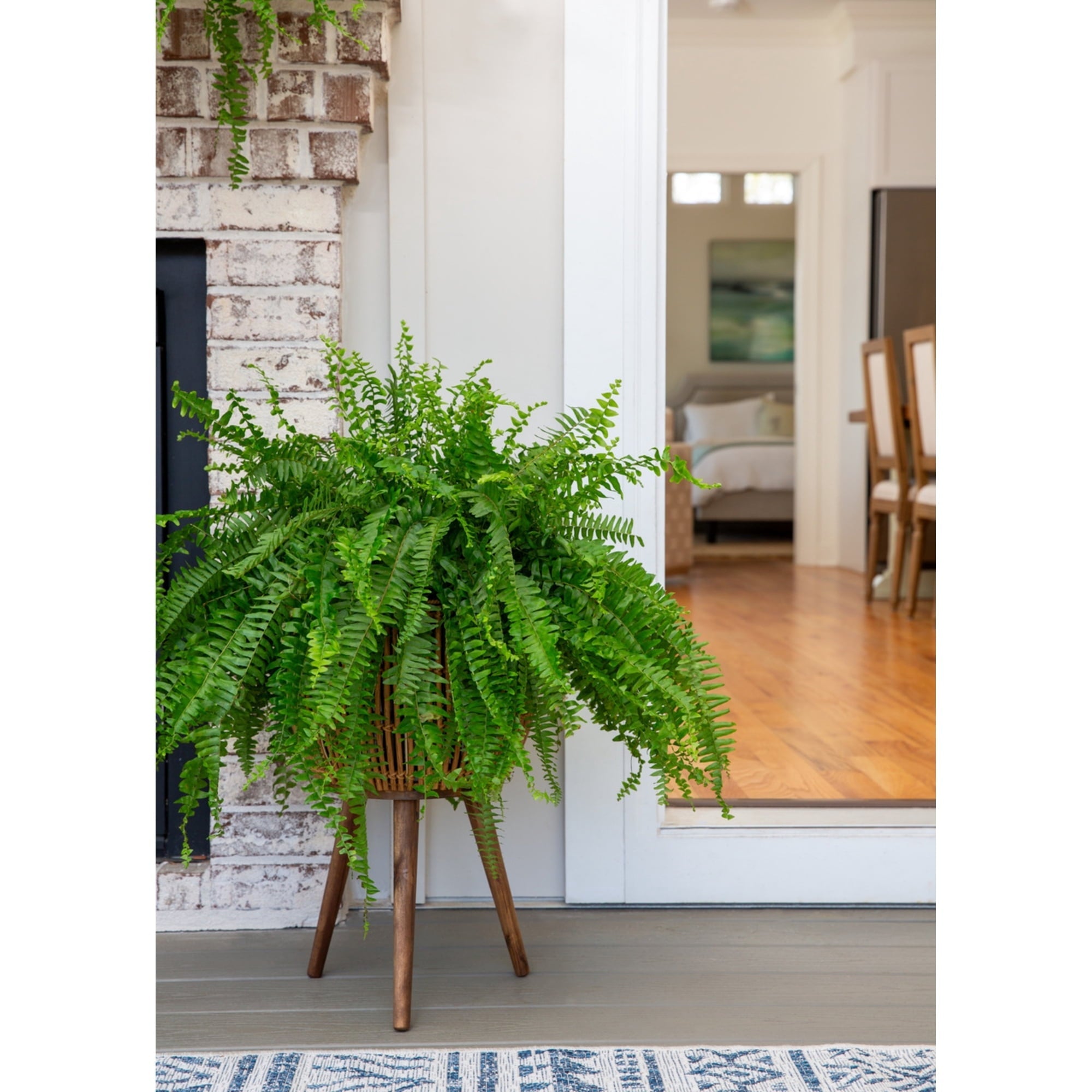Expert Gardener 20-24" Wide Boston Fern Live Plant in 1.5-Gallon Grower Pot