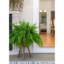 Boston fern live plant with arching green fronds in black pot on floor