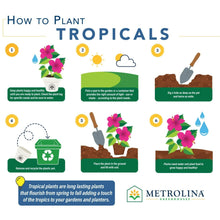 Boston fern live plant care guide infographic with planting steps