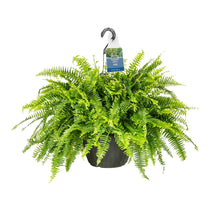 Boston fern live plant in black grower pot, wide 20–24 in foliage