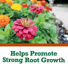 Strong root growth text over pink zinnia and green leaves