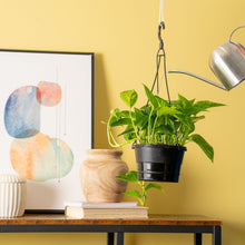 Green pothos in black hanging planter with metal hook, thick trailing stems