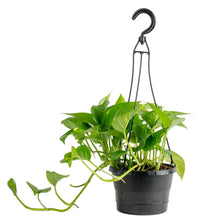 Green pothos plant in black 6-inch hanging basket with metal hook, trailing vines