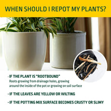 Potted plants with repotting tips graphic and Potting Mix banner text