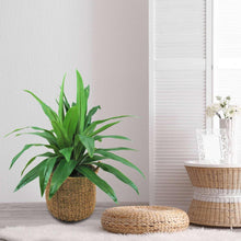 Faux dracaena plant in woven basket with matching lid on floor