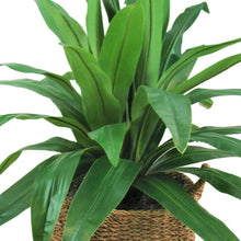 Faux dracaena plant close-up with green leaves and woven basket rim