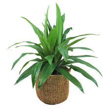 Faux dracaena plant in woven basket with green long leaves