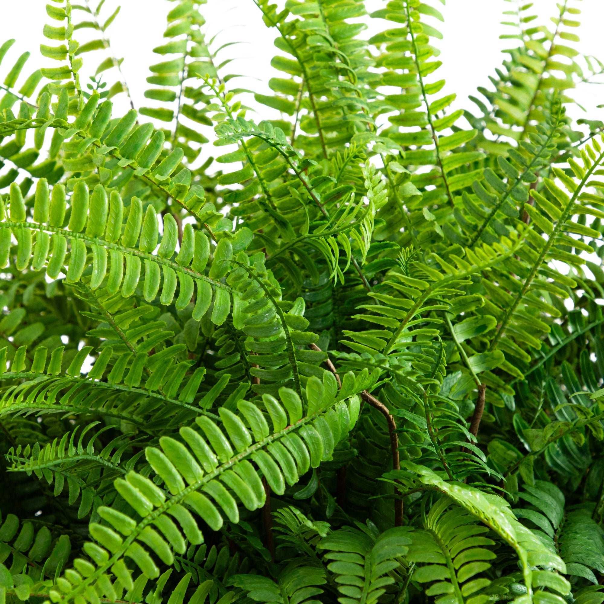 Faux 42‚Äù Fern in Planter - USA MEGA SHOP