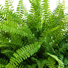 Green faux fern fronds with finely serrated leaflets
