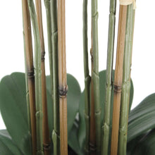 Faux Phalaenopsis orchid close-up: layered stems with dark green leaves