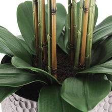 Faux Phalaenopsis orchid close-up: dark green leaves and golden stems