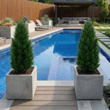 Faux cedar topiary trees in black pots, set along a backyard pool deck