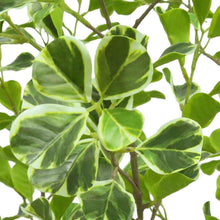 Close-up of faux ficus leaves with glossy green texture