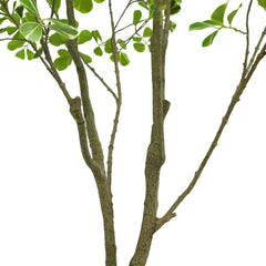 Faux 6.5' Ficus Tree - USA MEGA SHOP