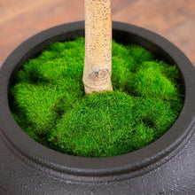 Green faux moss filler in a dark planter pot around the tree trunk