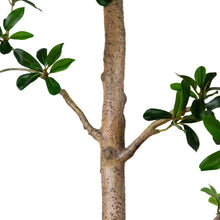 Faux quince tree trunk with textured light wood and branching limbs