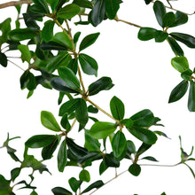 Artificial quince tree foliage with dense green oval leaves on branching stems